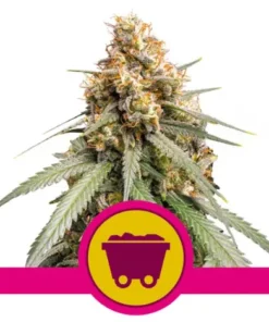 SHINING SILVER HAZE