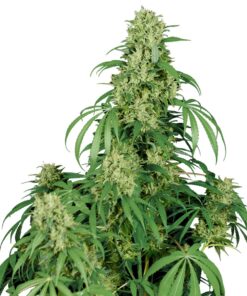 186 Buddha Calamity Jane Auto