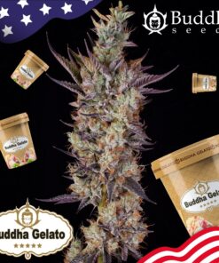 246 Buddha Gelato