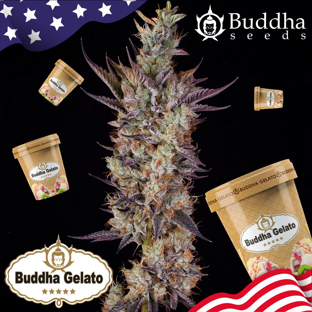 246 Buddha Gelato