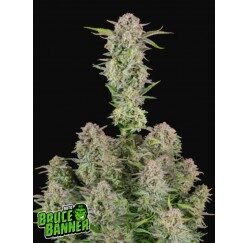 BRUCE BANNER (FB) – 5
