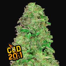 CBD AUTO 20:1 - 5