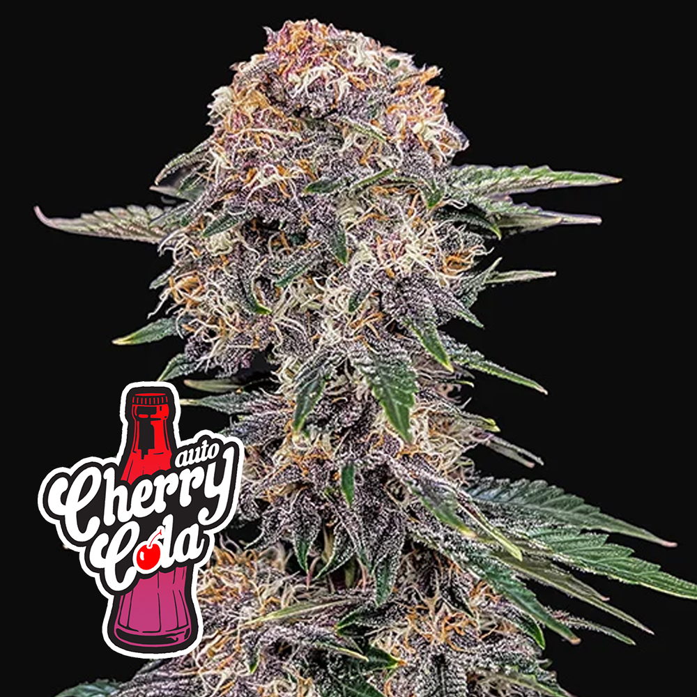 CHERRY COLA – 5