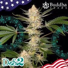 DOSI2 BUDDHA