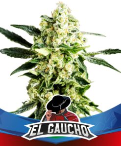 EL GAUCHO FASTER