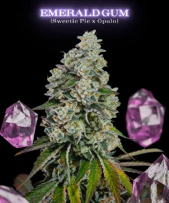 EMERALD GUM