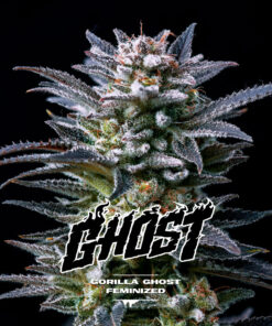 GORILLA GHOST
