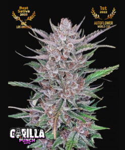 GORILLA PUNCH (FB) – 5