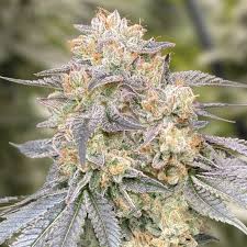 GORILLA ZKITTLEZ – 5