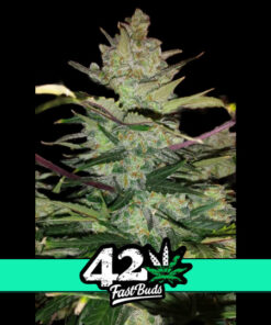 GREEN CRACK AUTO – 5