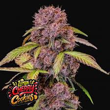 LEMON CHERRY COOKIES – 5