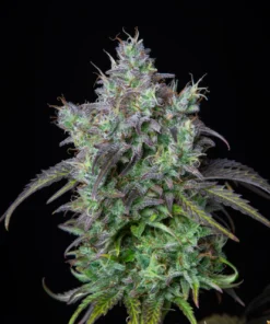 ORIGINAL BIG BUD – 5