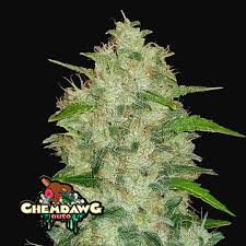 ORIGINAL CHEMDAWG 5