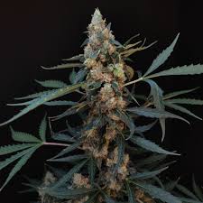 ORIGINAL NORTHERN LIGHTS – 5