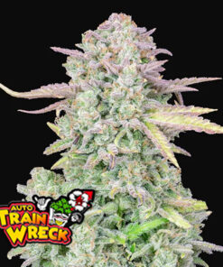 ORIGINAL TRAINWRECK – 5