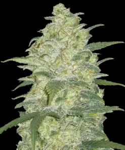 ORIGINAL WHITE WIDOWS – 5