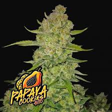 PAPAYA COOKIES – 5