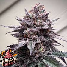 PAPAYA SHERBET FEM – 5