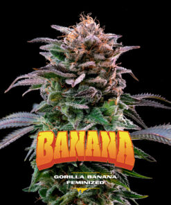 PIEZAS WEB GORILLA KINGDOM GORILLA BANANA 1