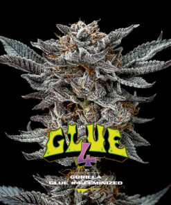 PIEZAS WEB GORILLA KINGDOM GORILLA GLUE 1