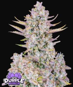PURPLE PUNCH AUTO