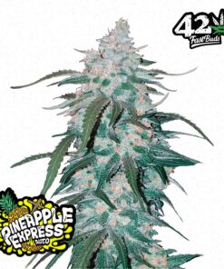 Pineapple Express X5 de Fast Bud Seeds
