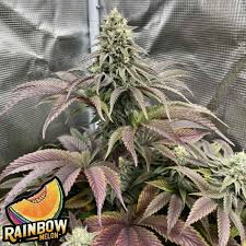 RAINBOW MELON FEM – 5