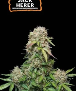 bairesgrow 00a68ada f42b 41a3 b69a 71baa826bbc612347.webp