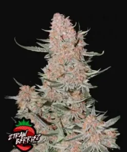 ZTRAWBERRIEZ - 5