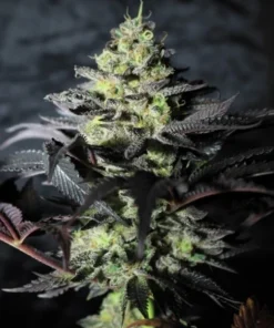 bairesgrow 015de1bb 7e8c 4b0a 8cd0 1446ab8cc31712763.webp