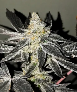 bairesgrow 01edcf46 56eb 4c40 8d82 afffe039183f879 2.webp