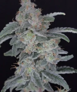 bairesgrow 02237d0f 6b97 47f0 8b93 fcdc76d31ac612783.webp