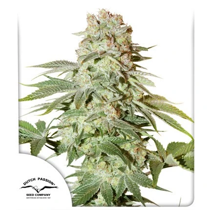 bairesgrow 0241b4e7 d71f 406b abd4 da71ef0840f3987.webp