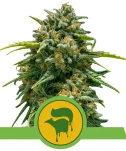bairesgrow 02874c49 af2c 4cb6 ae08 f502817136a4527 2.webp