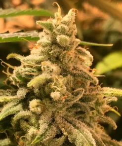 bairesgrow 028d331b c681 48b5 a669 21f8b1f5b057890.webp