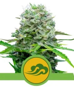 ROYAL BLUEMATIC AUTO