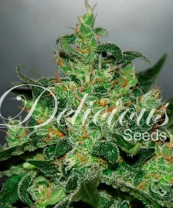 bairesgrow 03efc097 bb8b 402f ae0e 6f8a5ec099801088 1.webp