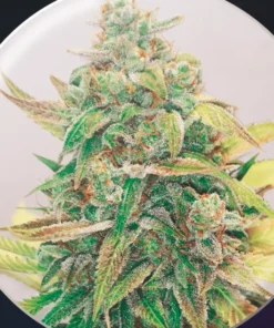 bairesgrow 04272ee1 ed5a 488f ad25 163cfaa1b7661151.webp