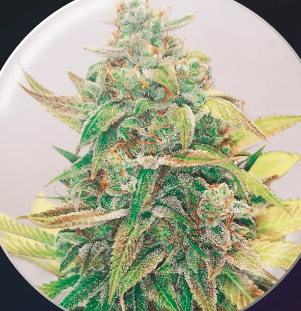bairesgrow 04272ee1 ed5a 488f ad25 163cfaa1b7661151.webp