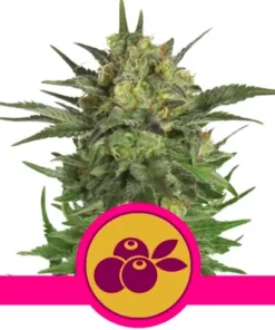 bairesgrow 0760b905 9bf8 4de5 b4b6 dcb5ba0904d5708.webp