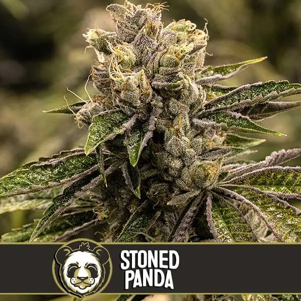 bairesgrow 07c4bd50 5ff9 4e90 aa63 8f1282fef73812437.webp