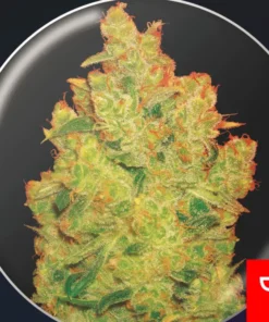 bairesgrow 0881fe40 a449 4c5a 80b8 01be45f3dbba1138.webp