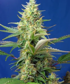 bairesgrow 08af35f9 60cd 4420 ac94 0d9134589c6e323.webp