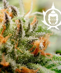 bairesgrow 09e4ed81 932f 4976 acef 5536588c09862019.webp