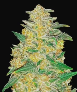 bairesgrow 0c62c96e 0535 41ab 9928 58004ecdc5201450 1.webp