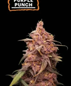 bairesgrow 0d1ba45f 2afb 4ae3 97b2 85574e5a879a12454.webp