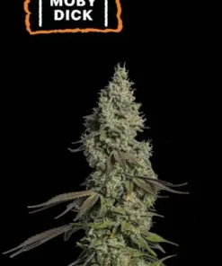 bairesgrow 0d68e6fb 2816 40dd b3cb 9cb2deb0997c12072.webp