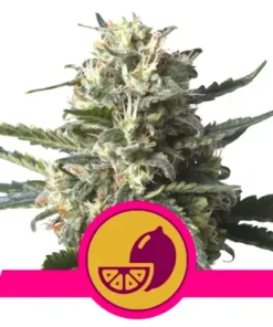 bairesgrow 0f60b42b 61b7 4f2f 97e9 4cab2b0071f6753.webp