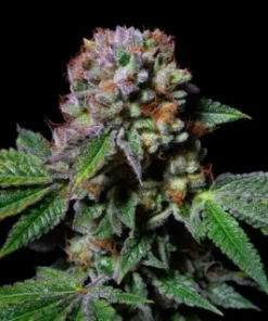 ACA-DOS DELIGHT - 4 - EXOTIC LINE