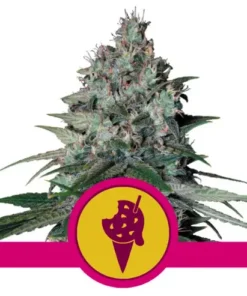COOKIES GELATO